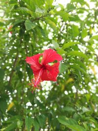 Close-up of red flower