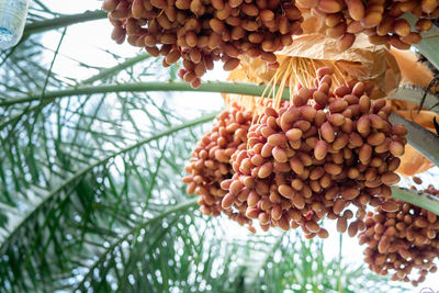 Close-up of fruits growing on tree