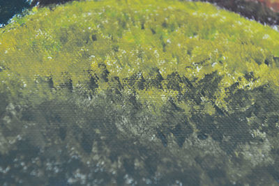Close-up of yellow water drops on plant