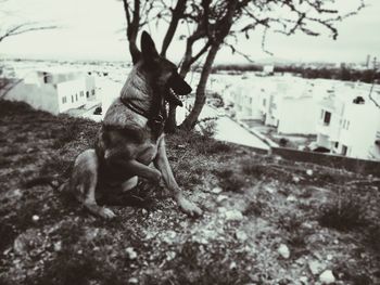 Close-up of dog on tree