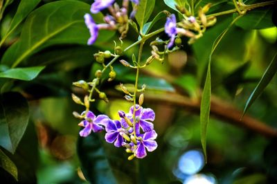 Close-up of purple flowering plant