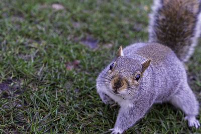 Close-up portrait of squirrel