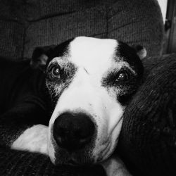 Close-up portrait of dog relaxing on sofa at home