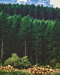 View of pine trees in forest