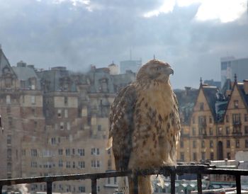 Close-up of bird perching on roof against sky