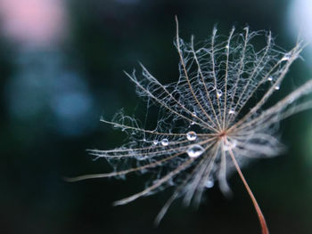 Close-up of dried plant on spider web