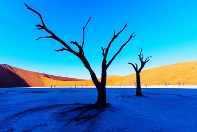 Bare trees at namib desert
