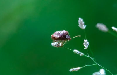 Close-up of insect on flower