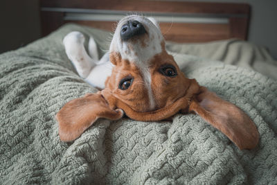 Close-up portrait of dog resting on bed at home