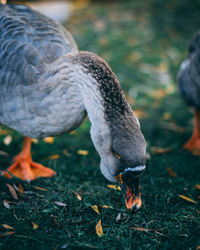 Close-up of bird on field