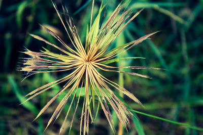 Close-up of plant