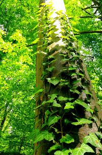 Low angle view of ivy on tree trunk