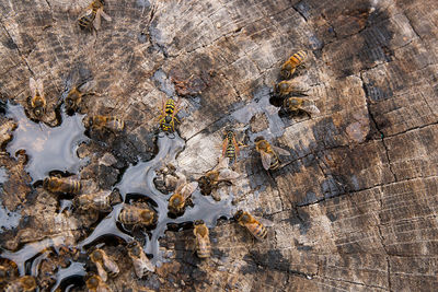 Close-up of honey bees on tree stump