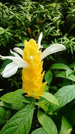 Close-up of yellow flower blooming outdoors