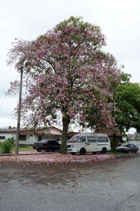 Pink flowering tree by road in city against sky