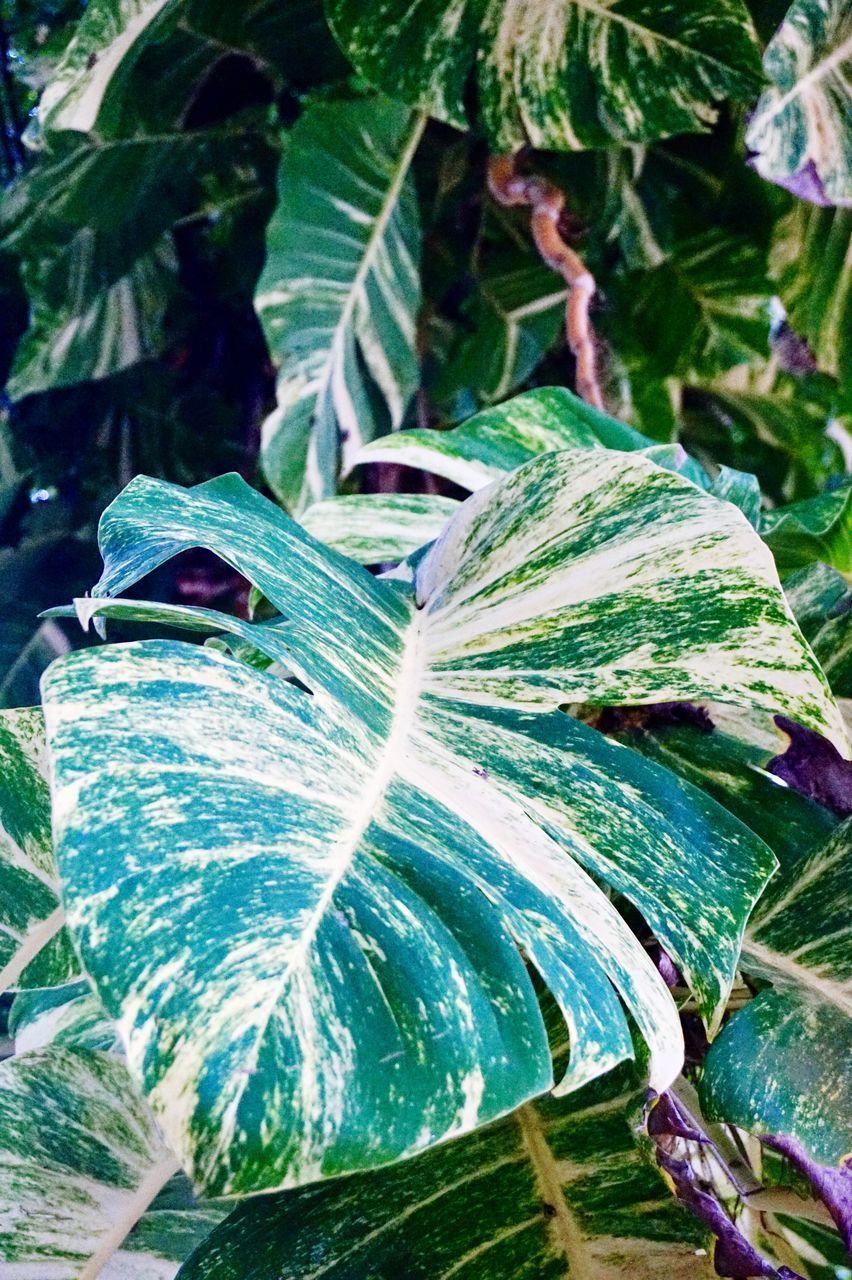 FULL FRAME SHOT OF FRESH GREEN LEAVES IN WATER