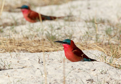 Bird perching on a field