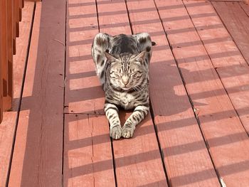 High angle view of a cat on footpath