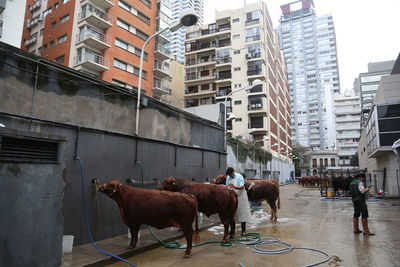 Horses by buildings in city