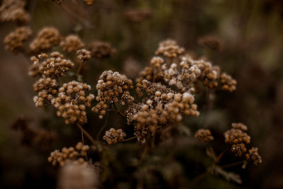 Autumn dry seasonal beige plants in the park. dry reeds boho style.