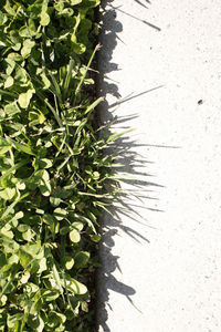 High angle view of succulent plant on sunny day