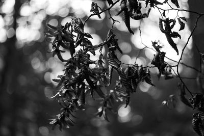 Close-up of cherry blossom against sky