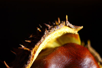 Close-up of chestnut against black background