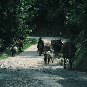 Rear view of man riding on road against sky