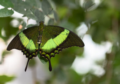 Close-up of butterfly on leaf