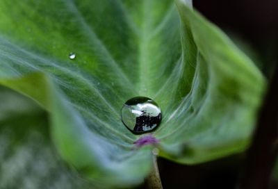 Close-up of insect on leaf