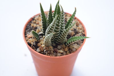 Close-up of potted plant against white background