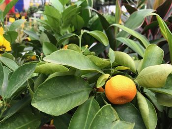Close-up of oranges growing on plant