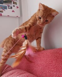 Close-up of a cat looking away