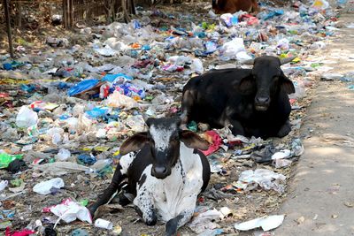 High angle view of cows on field