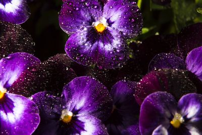 Close-up of purple flowers