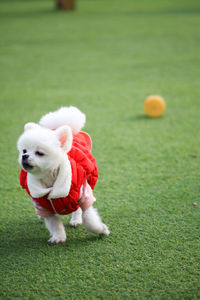 View of a dog running on grass