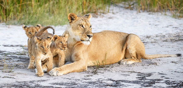 View of a lion