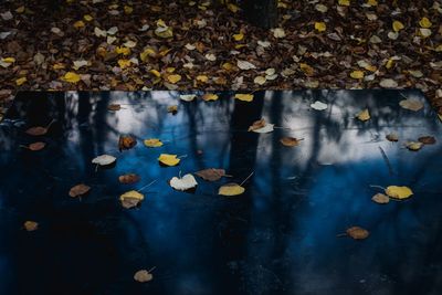 Close-up of yellow leaves floating on water