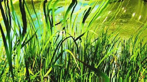 Full frame shot of bamboo on field