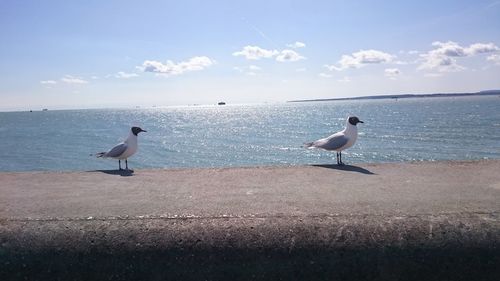 Seagull in calm water