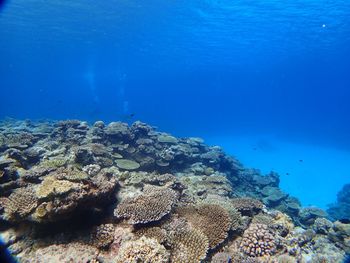 High angle view of turtle swimming in sea