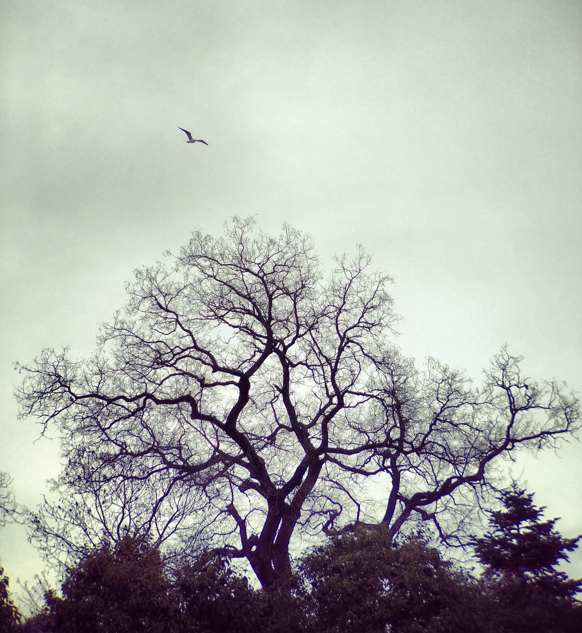 LOW ANGLE VIEW OF SILHOUETTE TREES AGAINST SKY