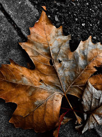 Close-up of dry maple leaves on tree