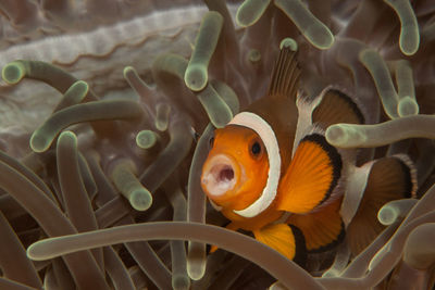 Close-up of clown fish swimming in sea