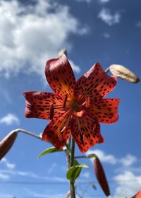 Close-up of red flowering plant against sky