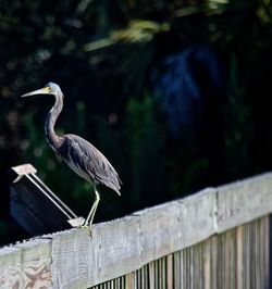 Bird perching on railing