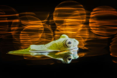 Close-up of turtle against black background