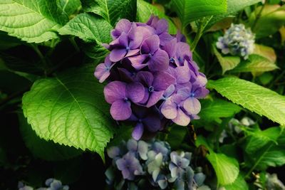 Close-up of purple hydrangea flowers