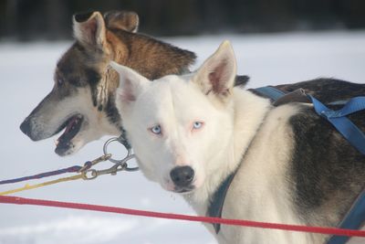 Arctic sled dogs