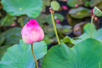 Close-up of pink lotus water lily